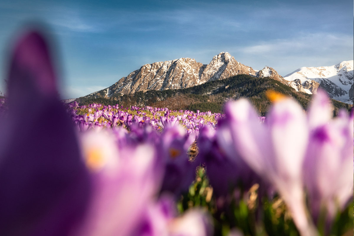 Krokusy na podhalu