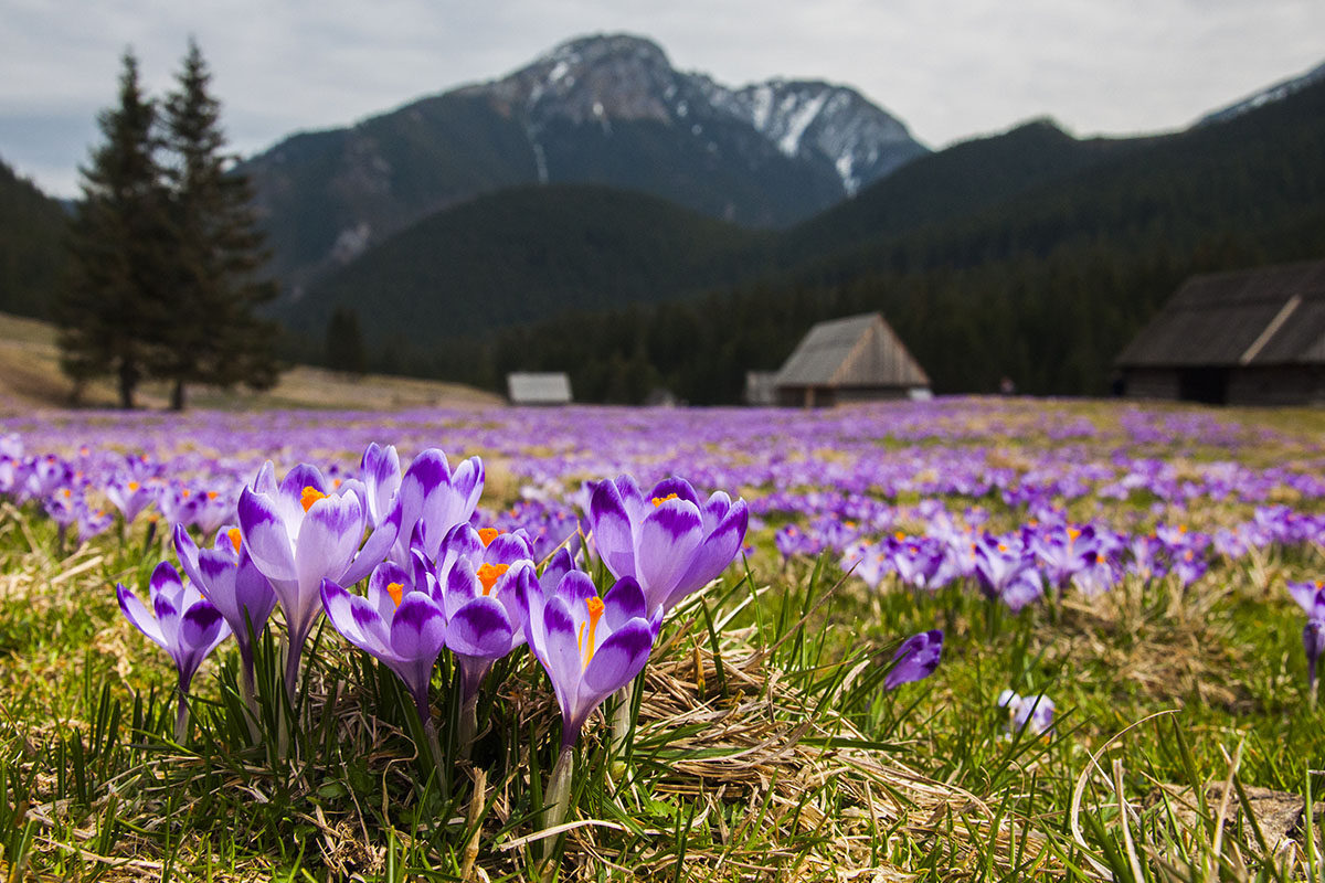 krokusy dolina chochołowska