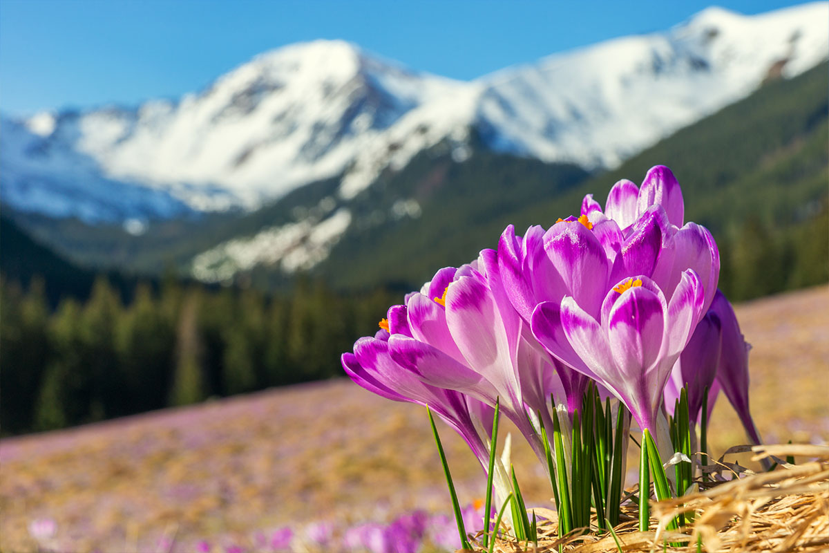 krokusy na Podhalu