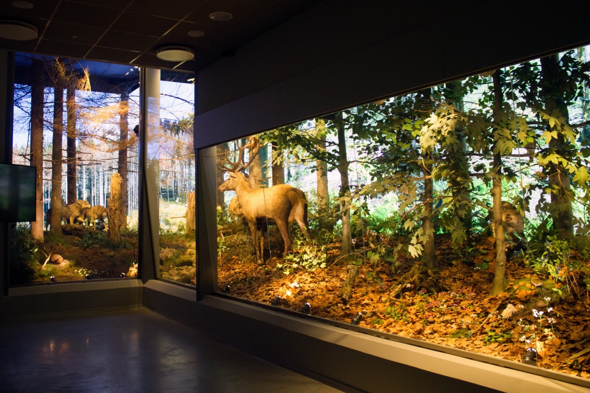 Centrum Edukacji Przyrodniczej TPN wystawa przyrodnicza